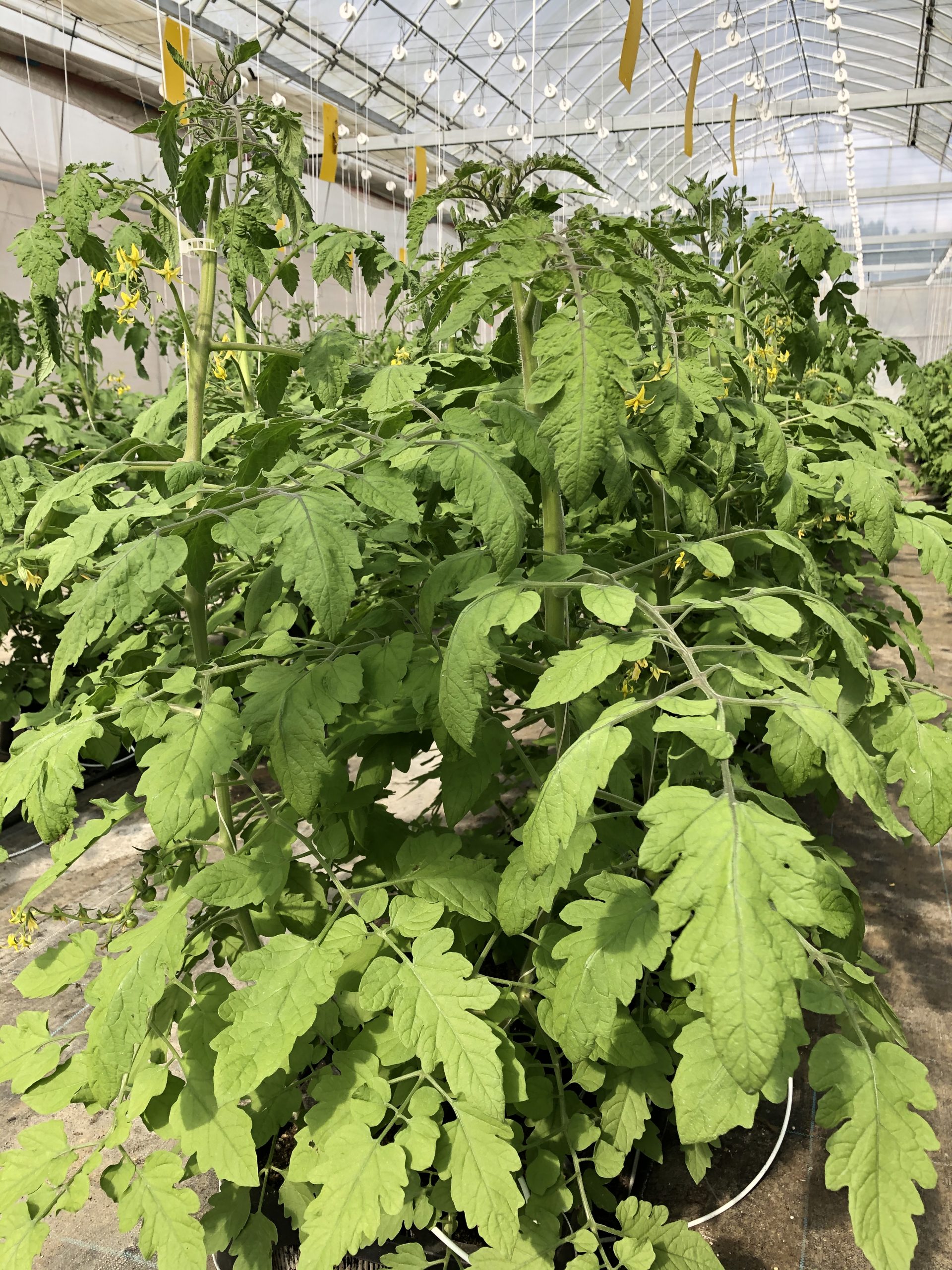 定植から１ヶ月